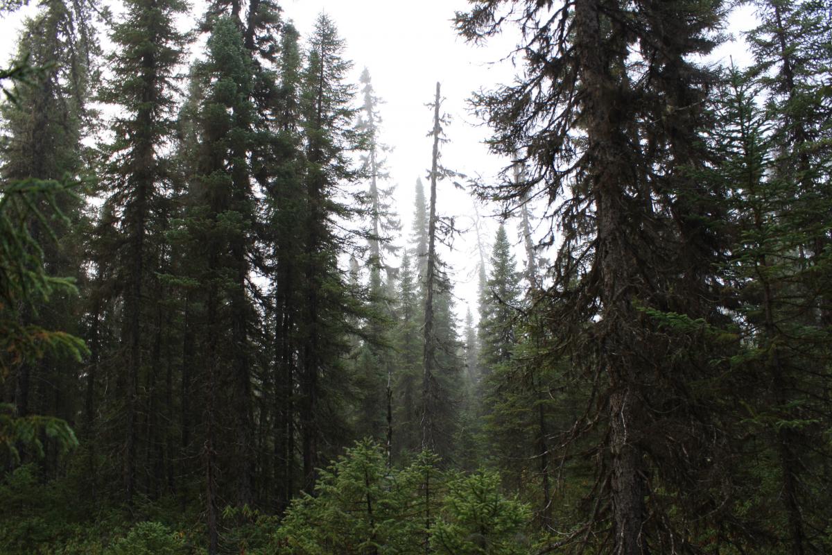 Old and young spruce trees in the mist