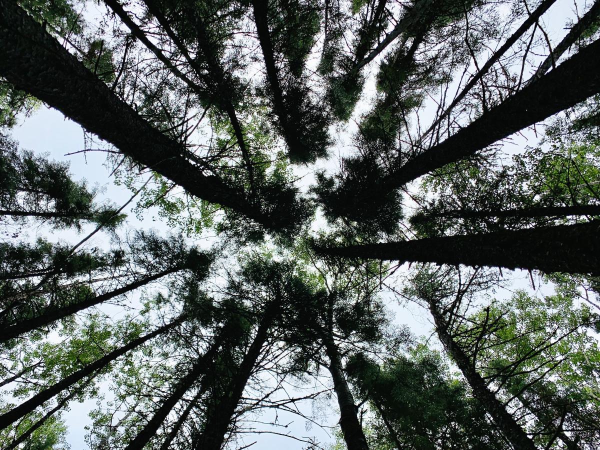 Canopy structure of old boreal forest